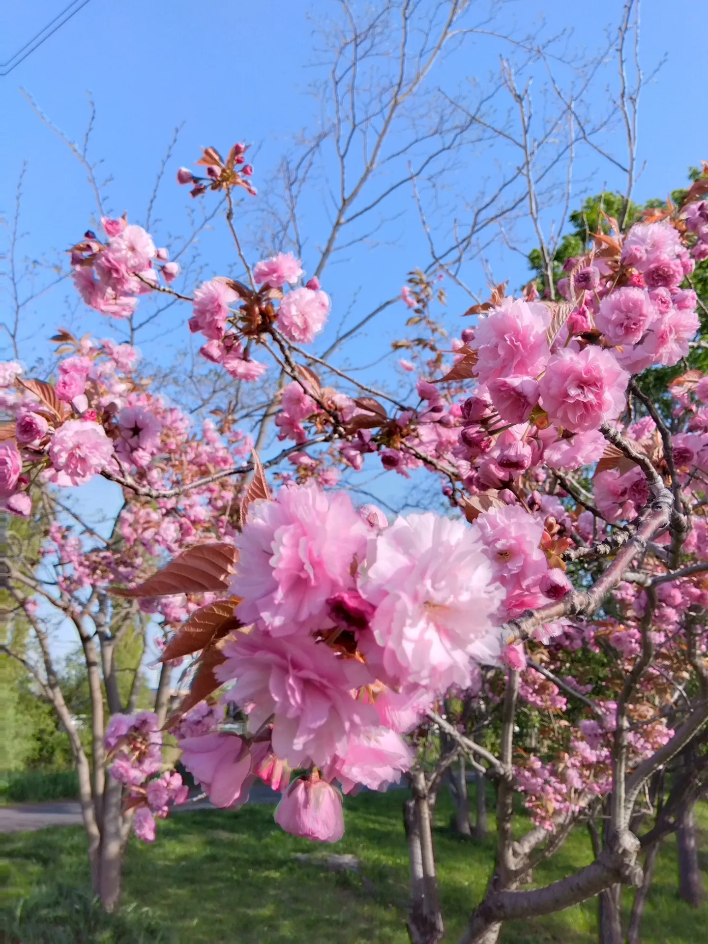 【札幌で近くのレイキヒーリング整体】腰痛でお困りの方はご覧ください