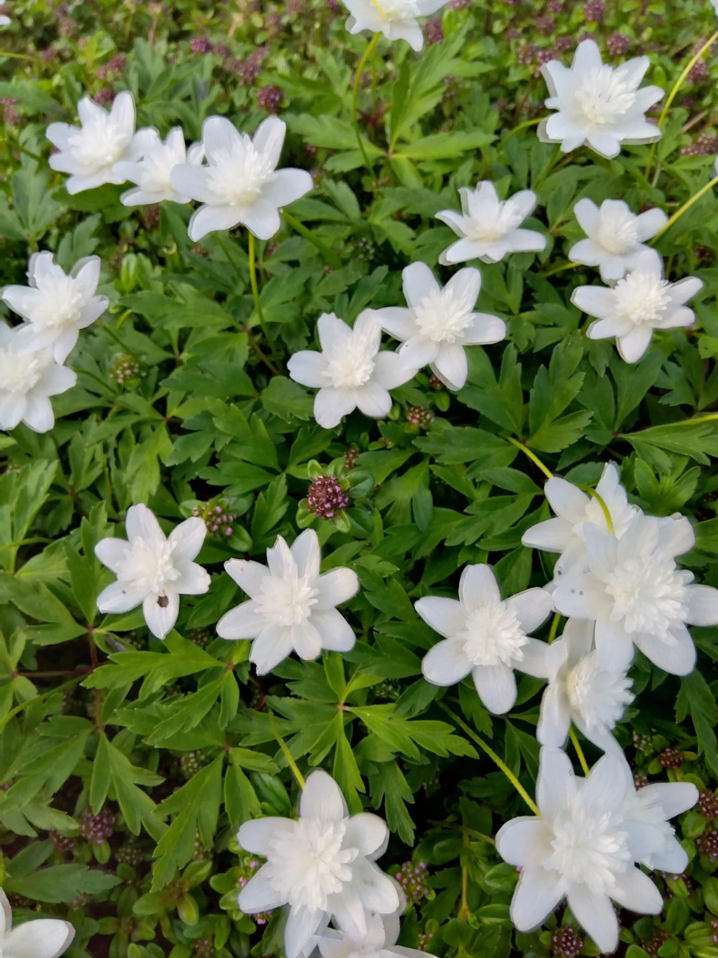 【札幌で近くのレイキヒーリング整体】暑さでお疲れな方