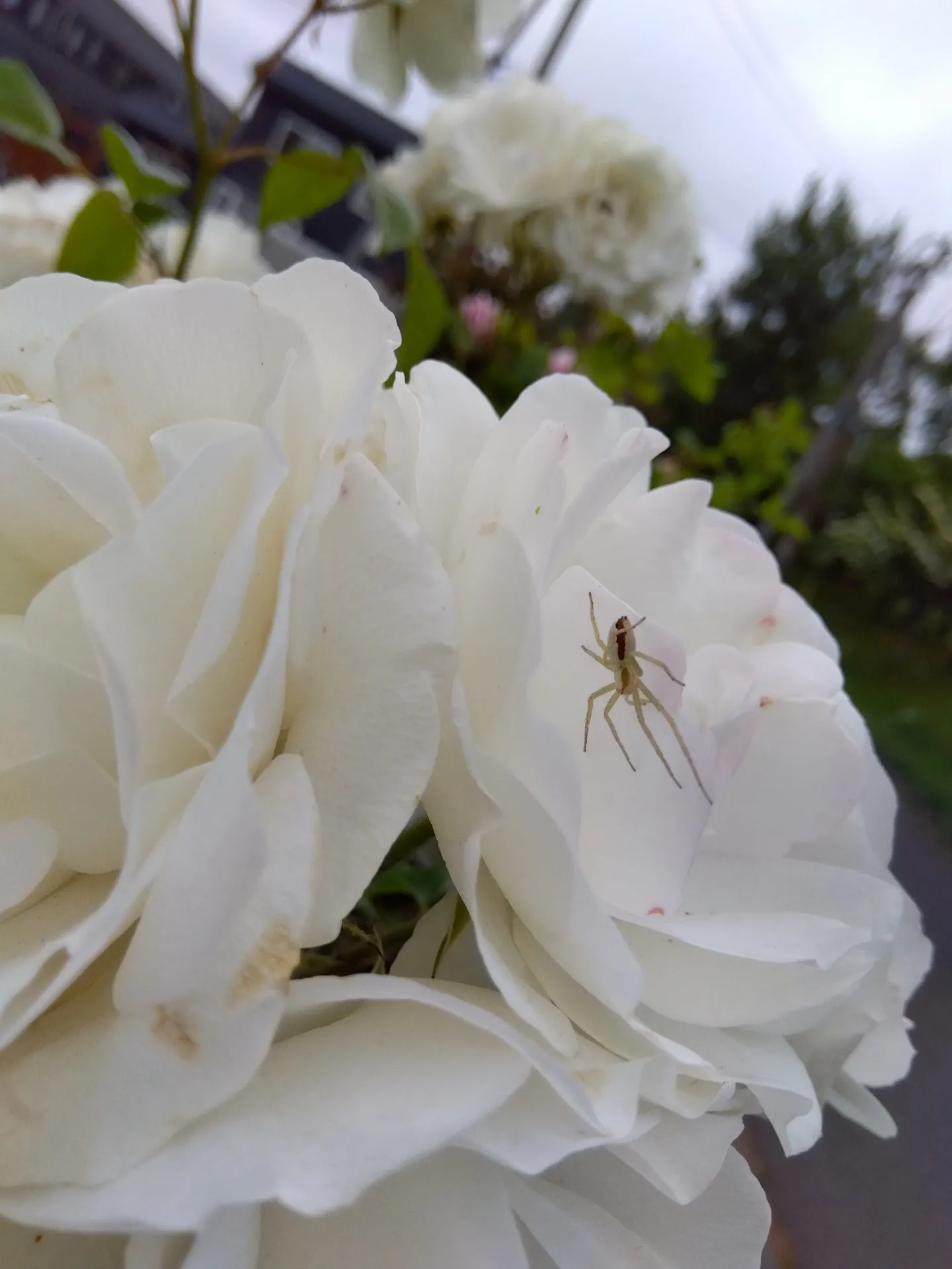 【札幌で近くのレイキヒーリング整体】最善最適な日々を送れるように…