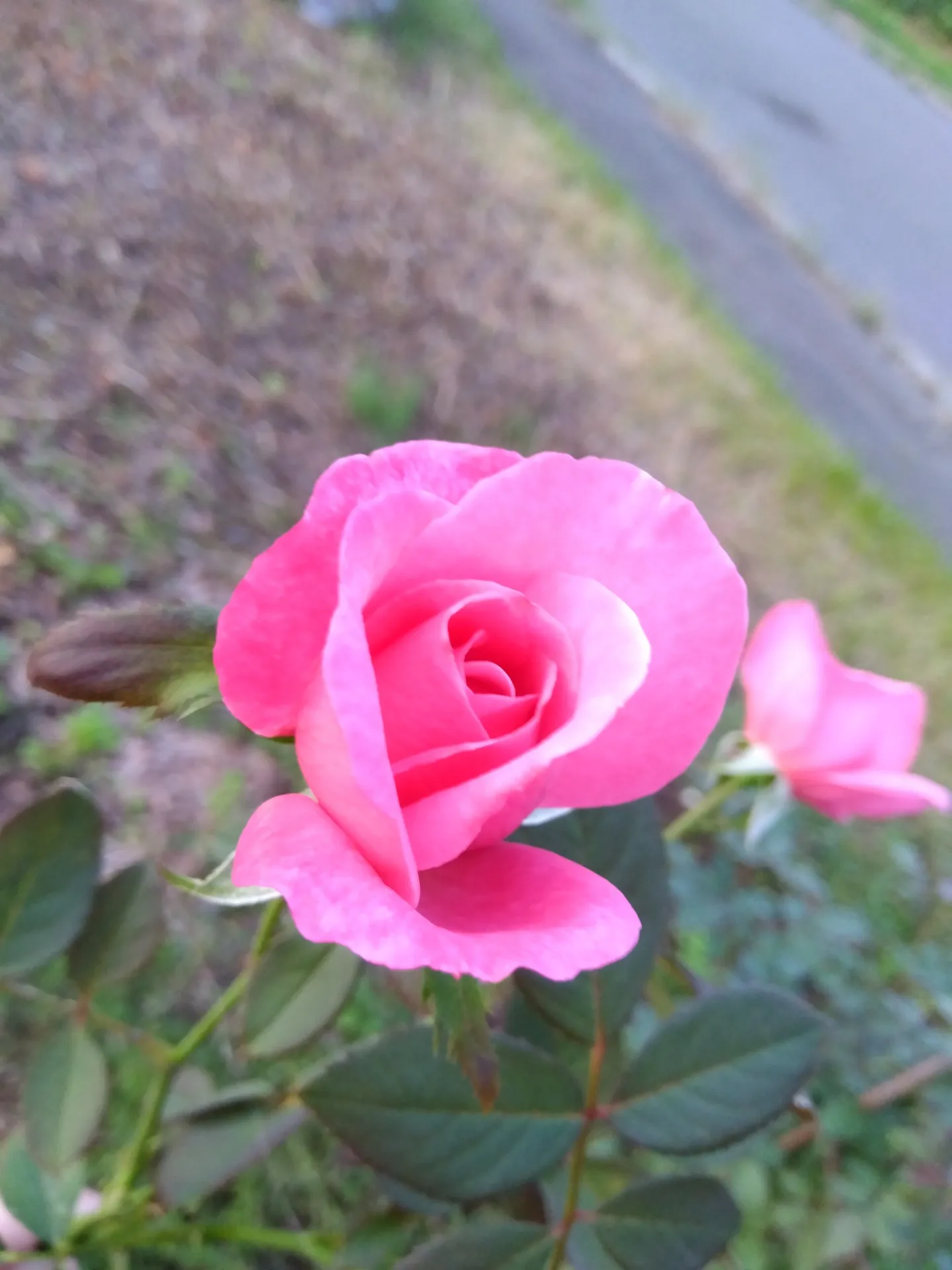 波動調整で健康チェック|40代|女性