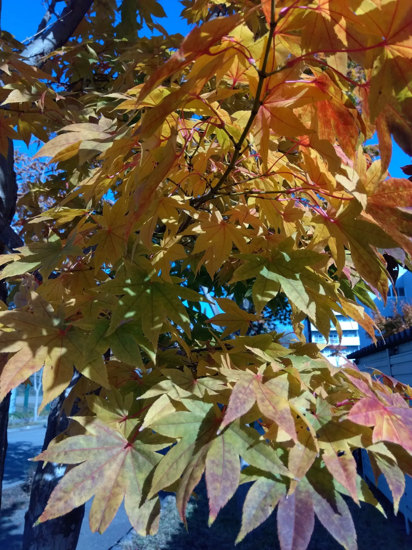 波動調整で肩と腕が楽になりました|50代|女性|主婦