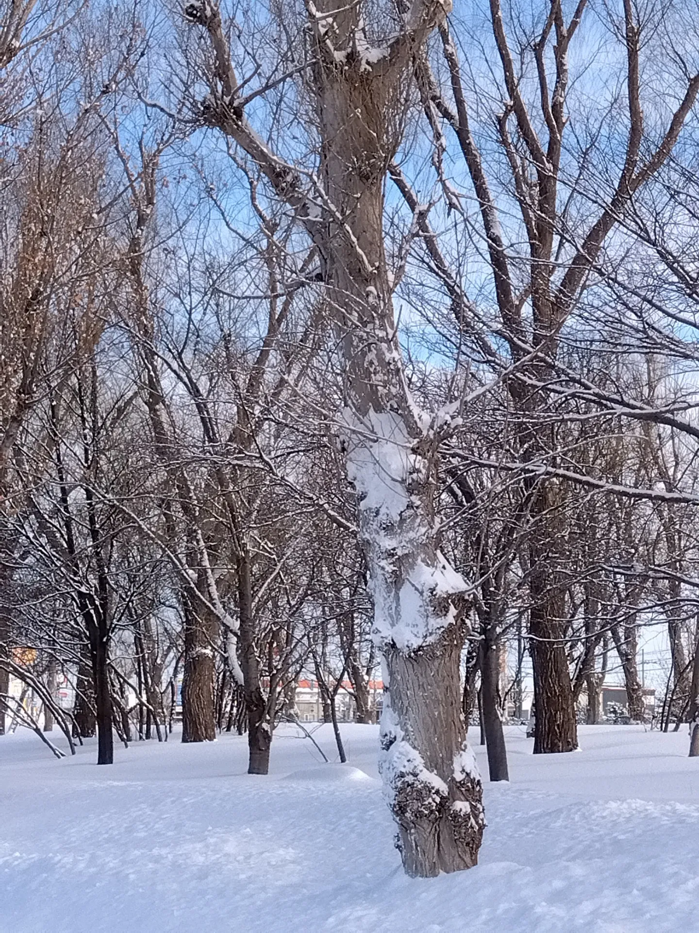 チャクラヒーリングご希望の方は札幌市北区麻生レイキヒーリング整体へ