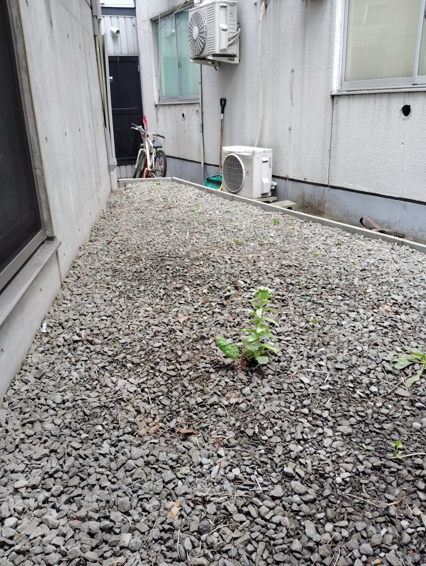 怒りが消えた日。フキノトウとエネルギーと、答え合わせの話（笑）