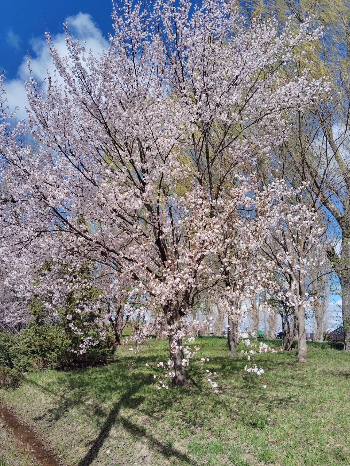 桜の季節に、素敵なご縁がありました